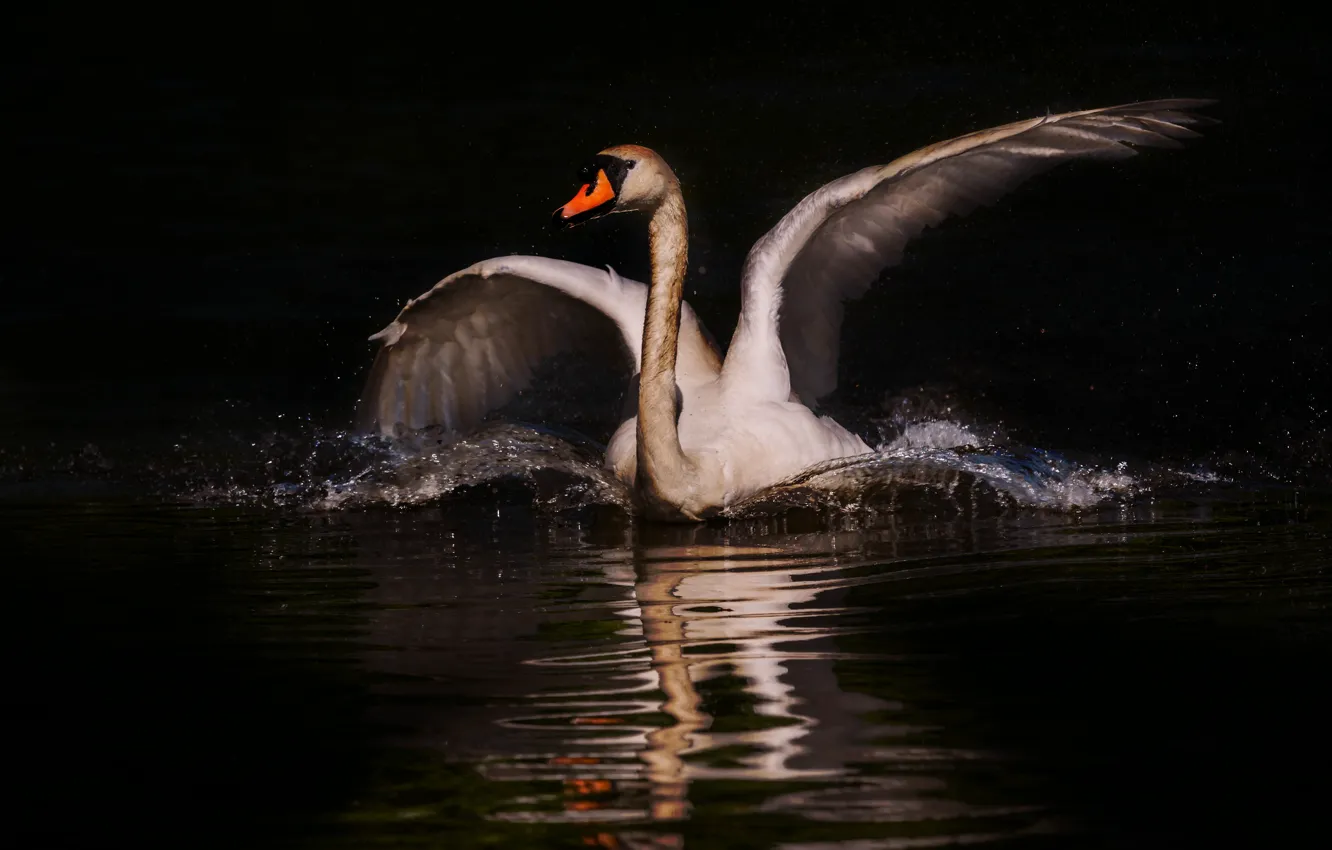 Photo wallpaper white, bird, wings, black background, swans, pond, stroke, photoart