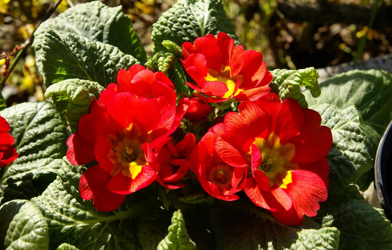 Photo wallpaper leaves, red, Wallpaper, petals, flowerbed