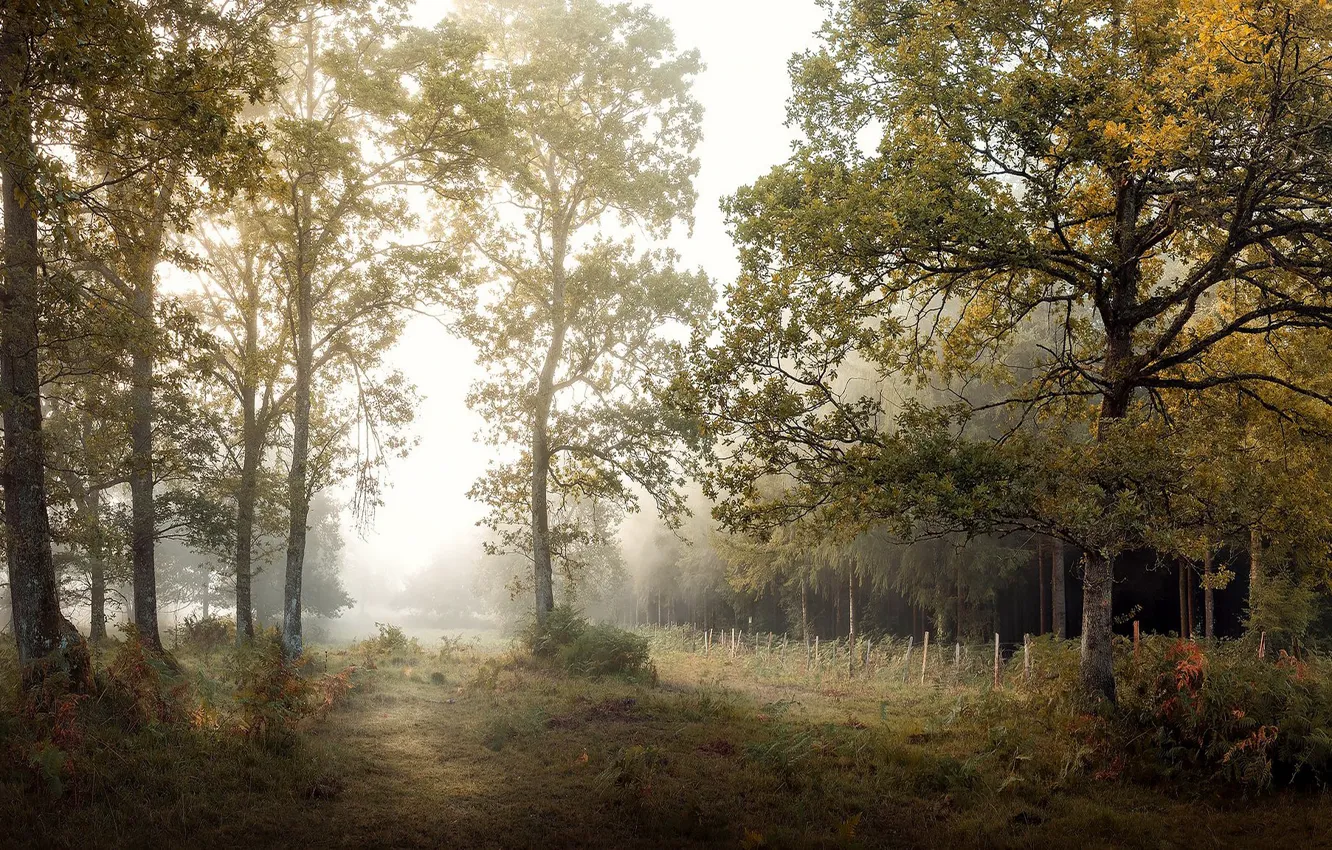 Photo wallpaper autumn, forest, light, trees, branches, fog, Park, foliage