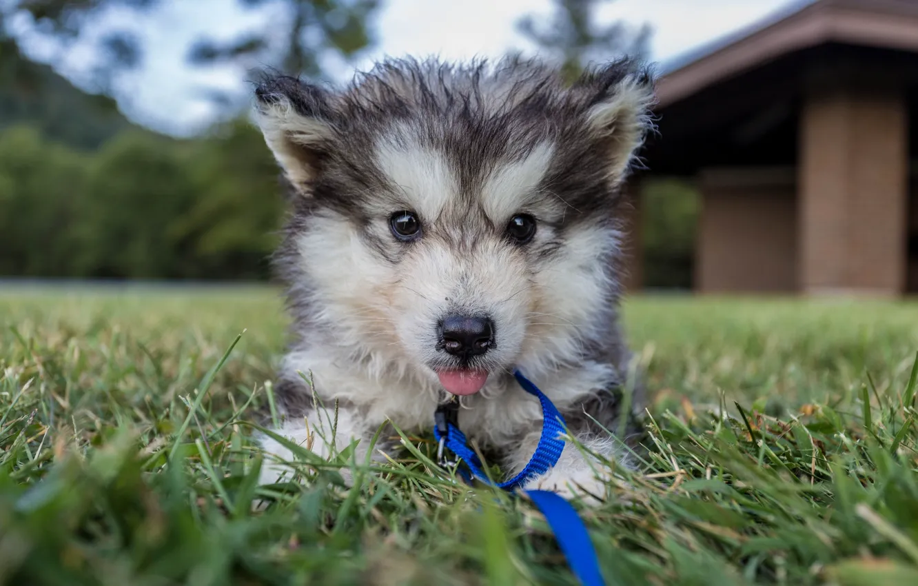 Photo wallpaper dog, puppy, Malamute