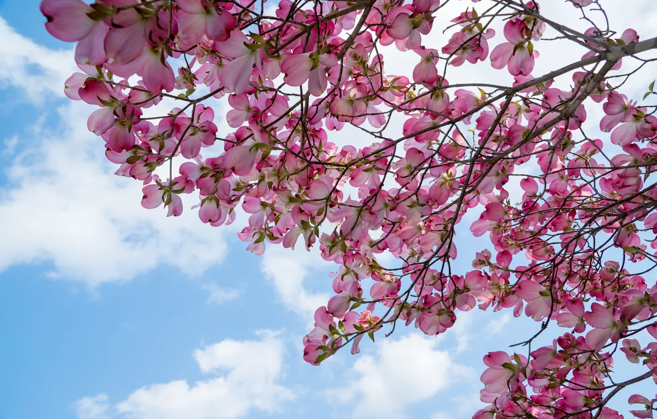 Photo wallpaper the sky, trees, branches, spring, dogwood