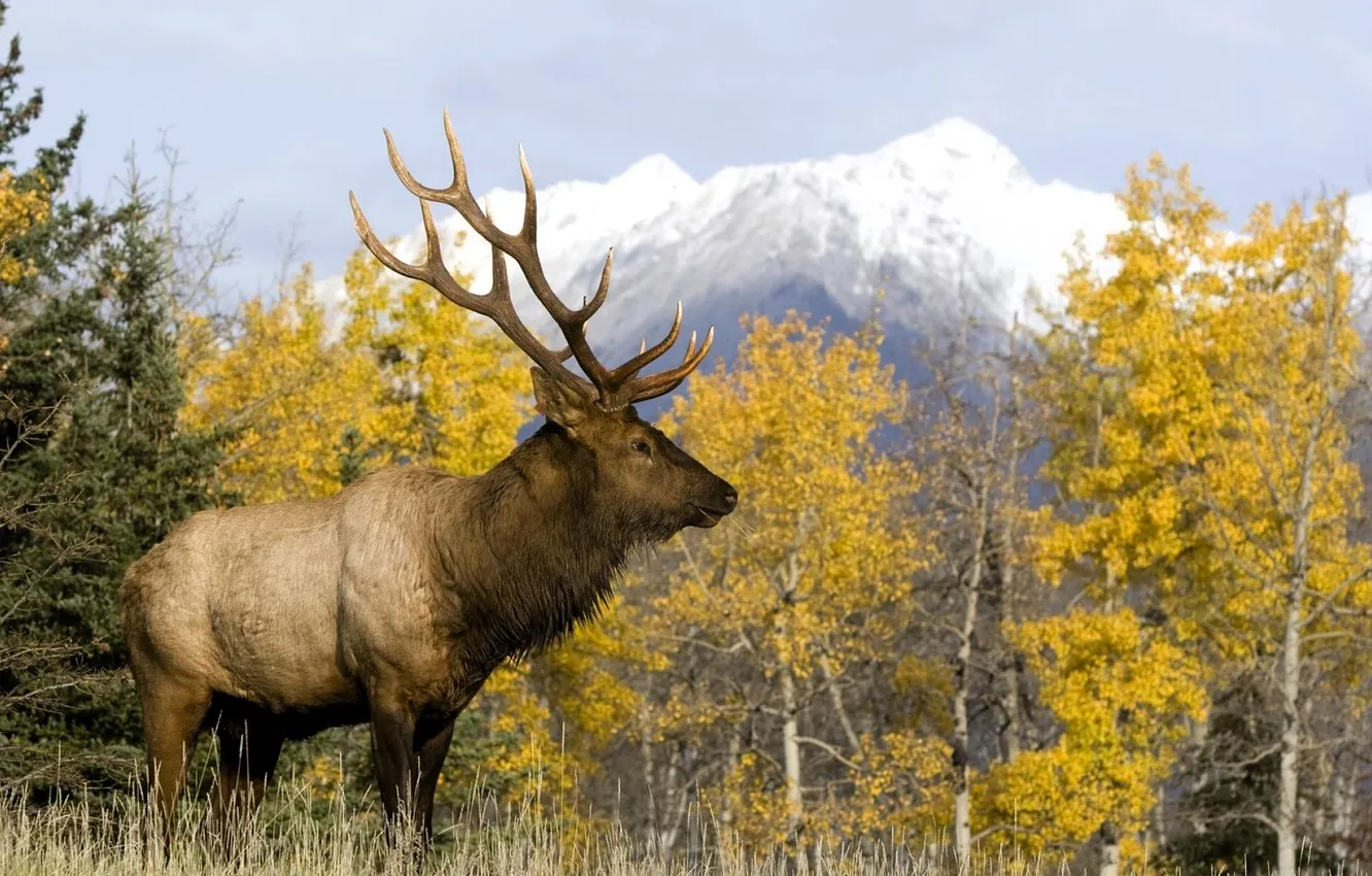 Photo wallpaper autumn, forest, grass, trees, mountains, deer, horns