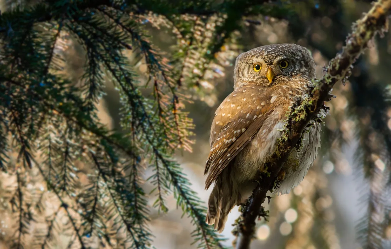 Photo wallpaper branches, owl, bird, tree, spruce, Peter Grischott
