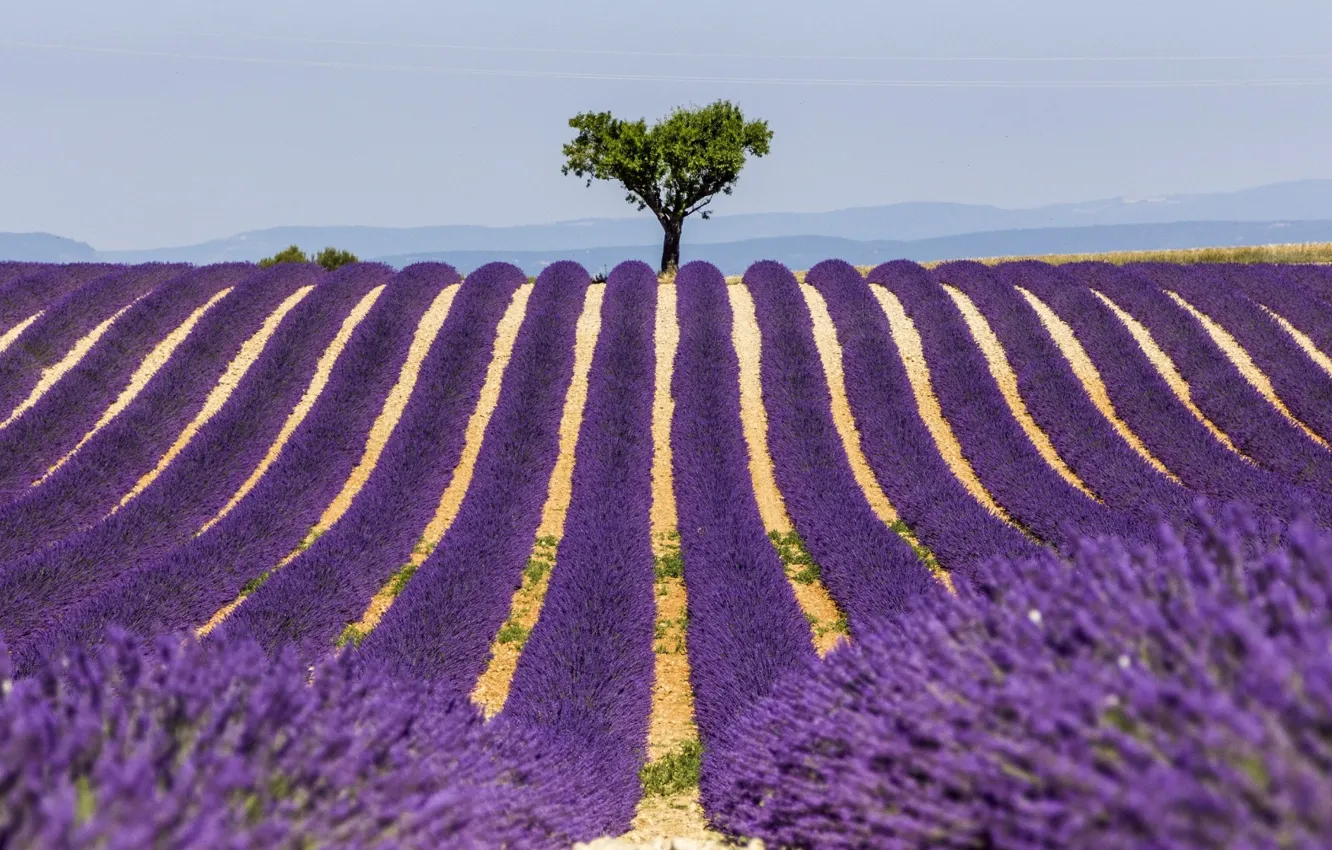 Photo wallpaper field, the sky, trees, line, flowers, horizon, lavender, symmetry