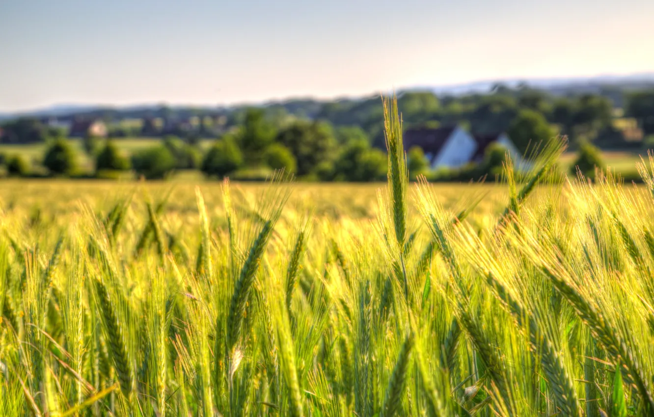 Photo wallpaper wheat, the sky, field, the countryside, bokeh, farm, wheat field
