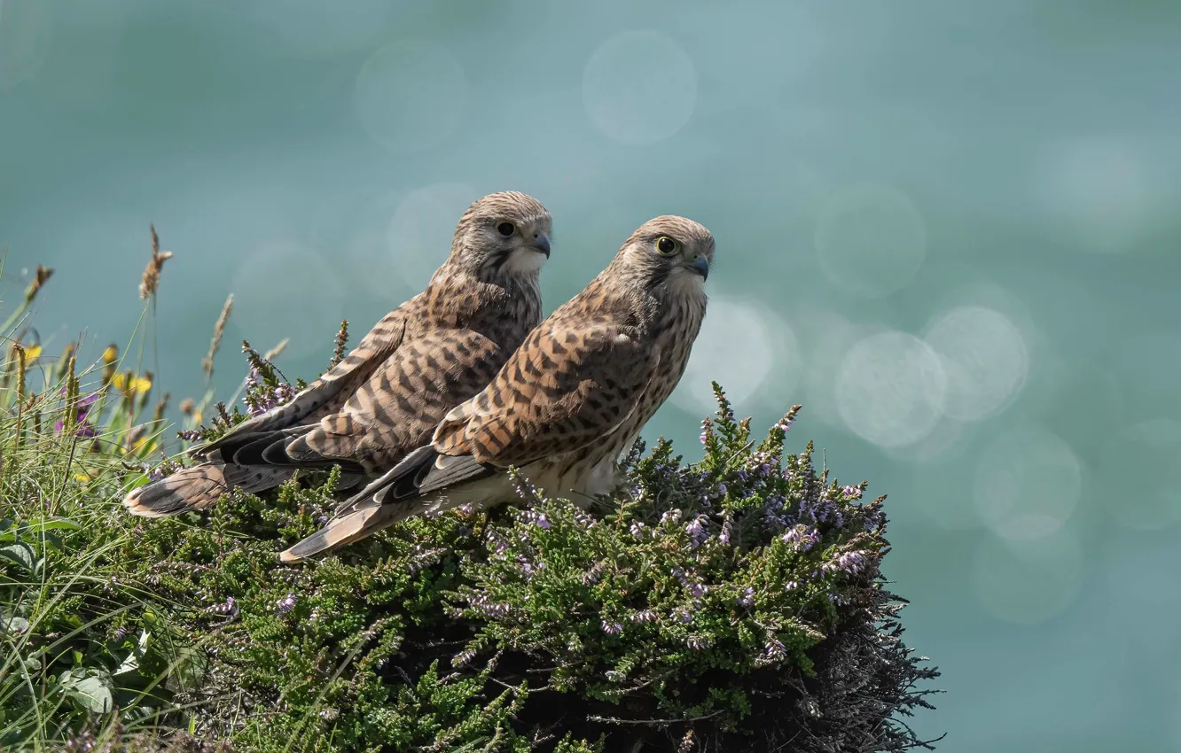 Photo wallpaper flowers, bird, two, pair, Falcon, Kestrel, Heather, two birds