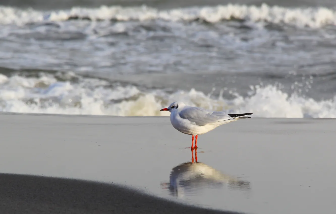 Photo wallpaper sea, ocean, bird, wave, seagull
