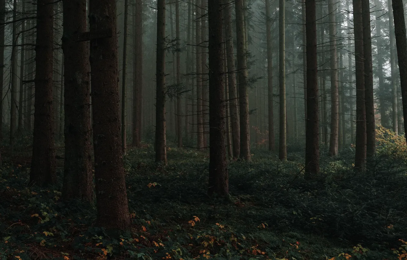 Photo wallpaper forest, trees, nature, Germany, Germany, Black Forest, The black forest