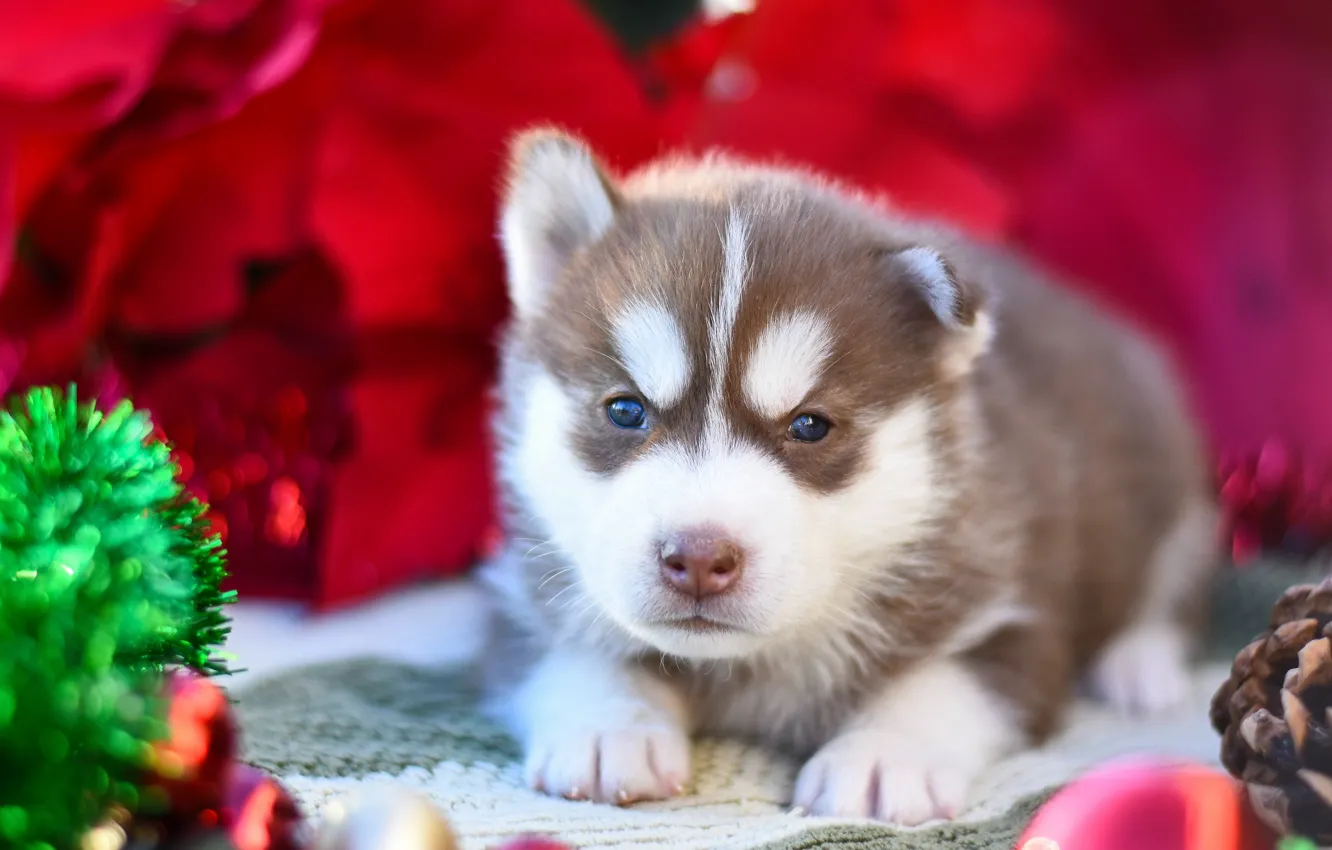 Photo wallpaper red, pose, background, dog, baby, puppy, lies, tinsel