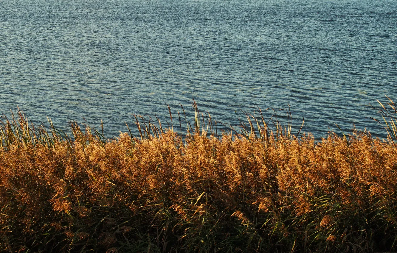 Photo wallpaper autumn, yellow, lake, pond, river, Water, Grass, reed