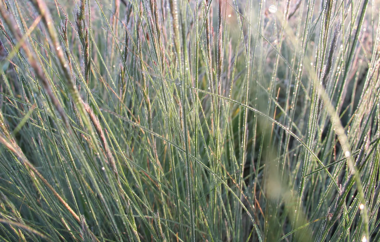 Photo wallpaper nature, Rosa, Grass, morning