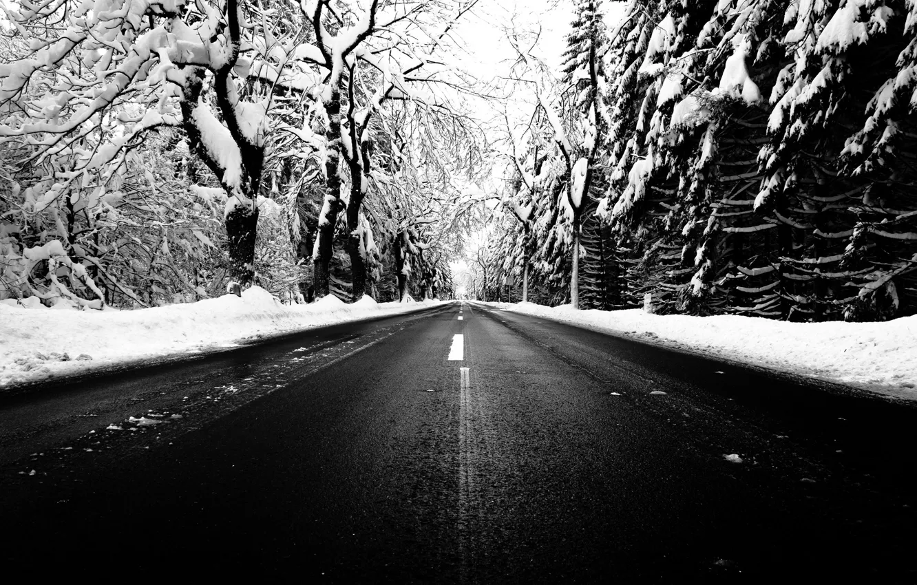Photo wallpaper road, trees, winter, snow