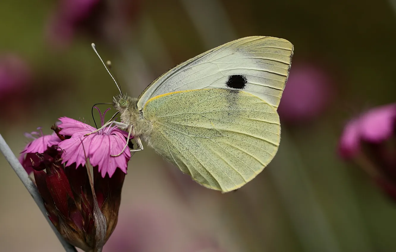 Photo wallpaper macro, flowers, butterfly