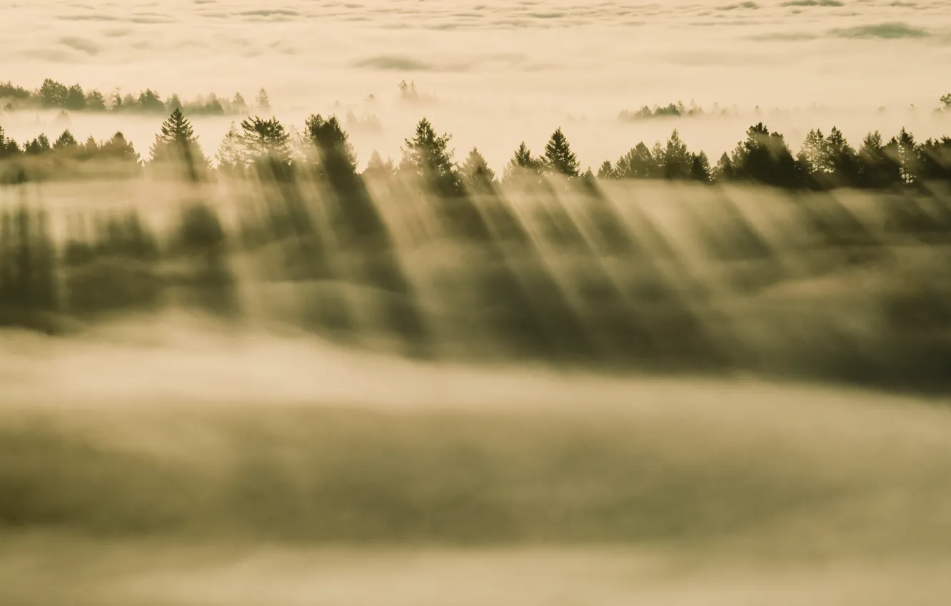 Photo wallpaper forest, fog, apple, mac, forest, mavericks, foggy, os x