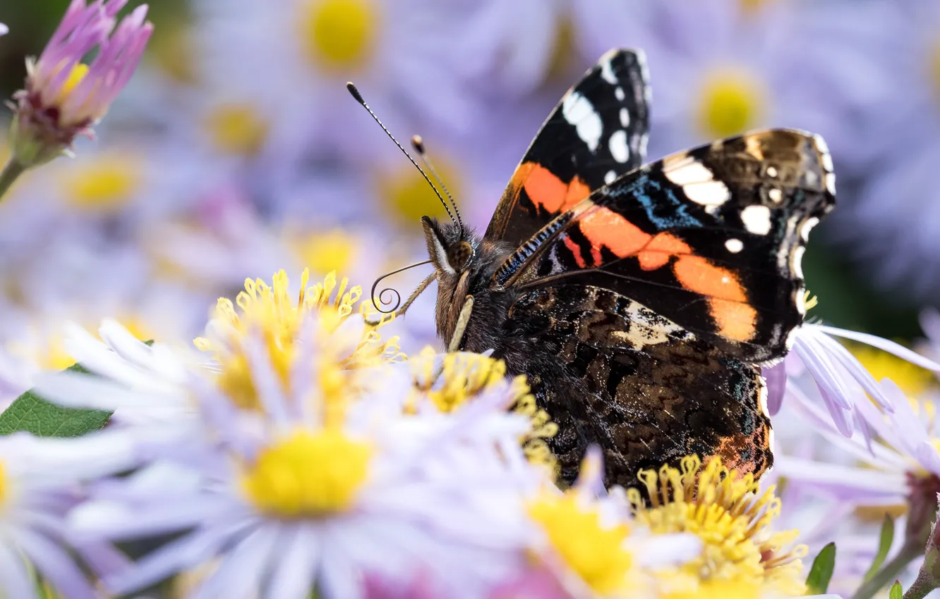 Photo wallpaper macro, flowers, butterfly, insect
