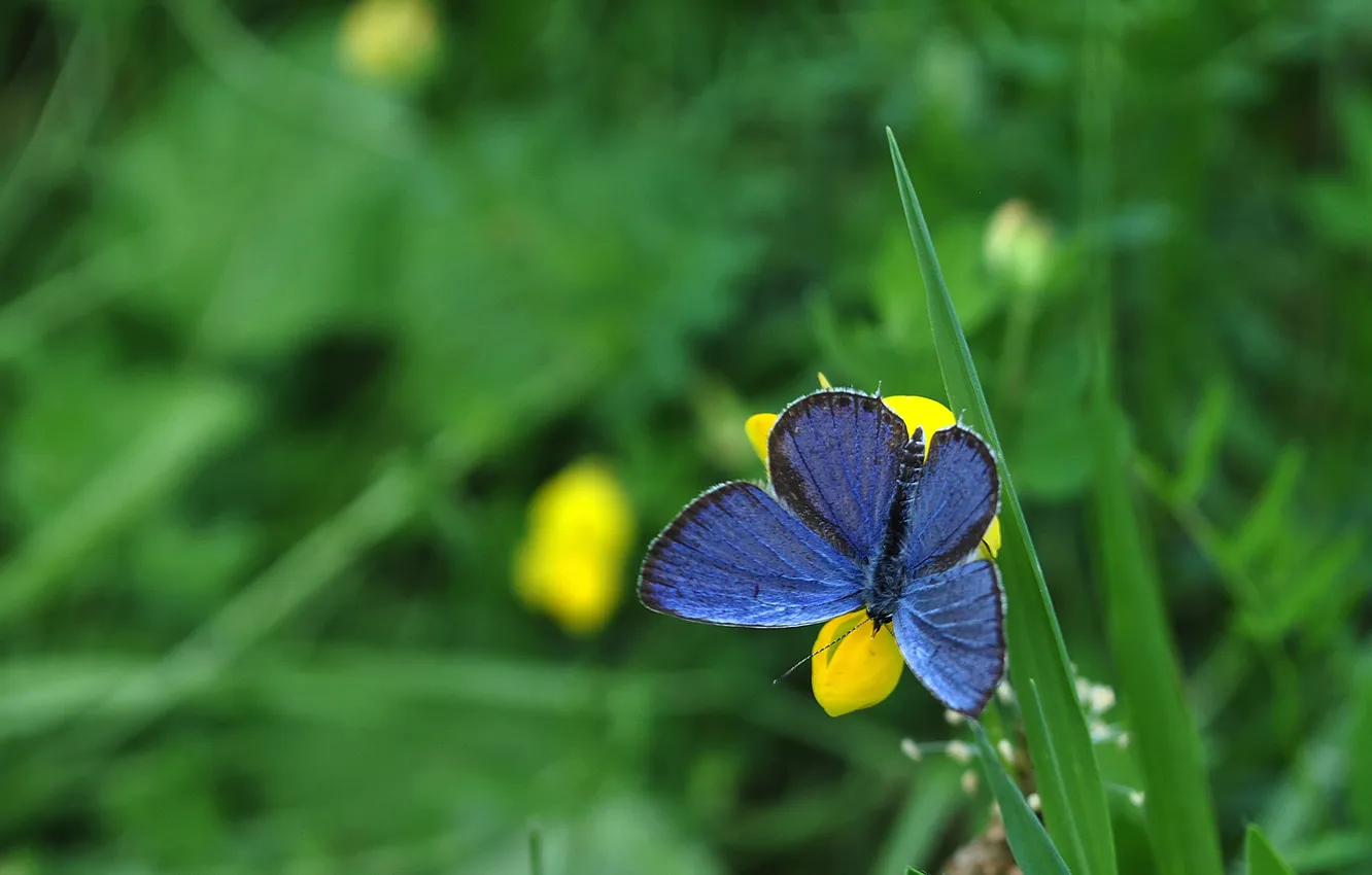 Photo wallpaper grass, flowers, butterfly, contrast