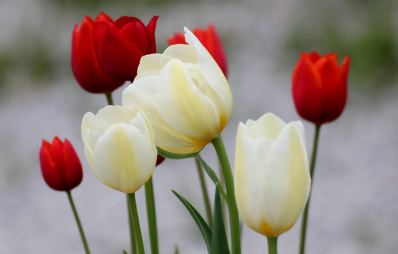 Photo wallpaper flowers, nature, tulips