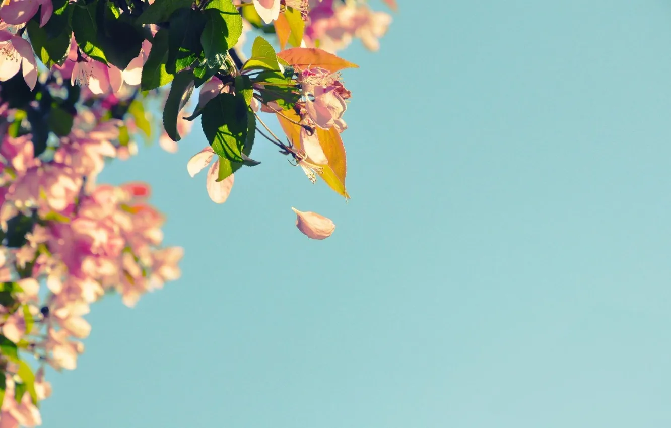 Photo wallpaper the sky, leaves, flowers, nature, photo, background, Wallpaper, plant