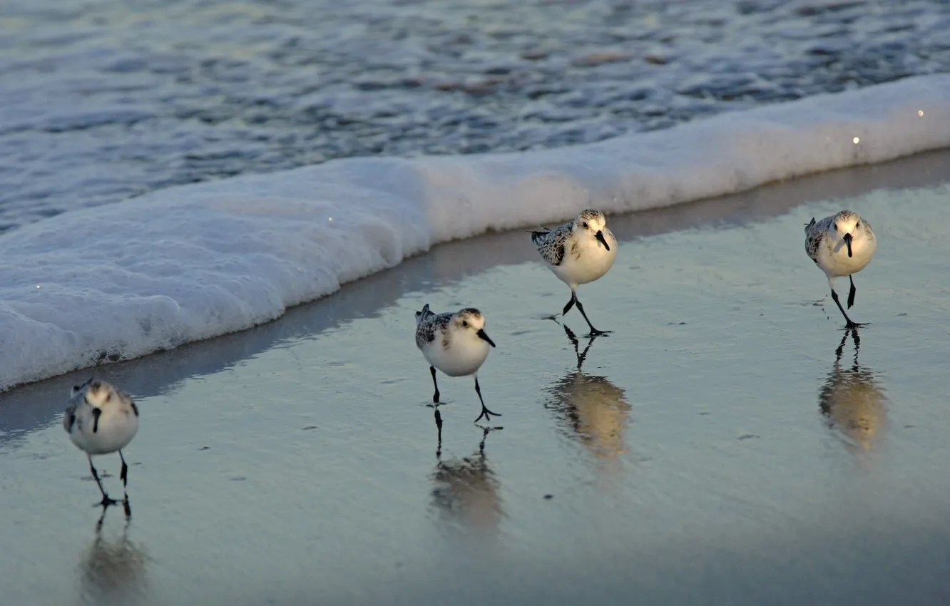 Photo wallpaper sand, wave, bird