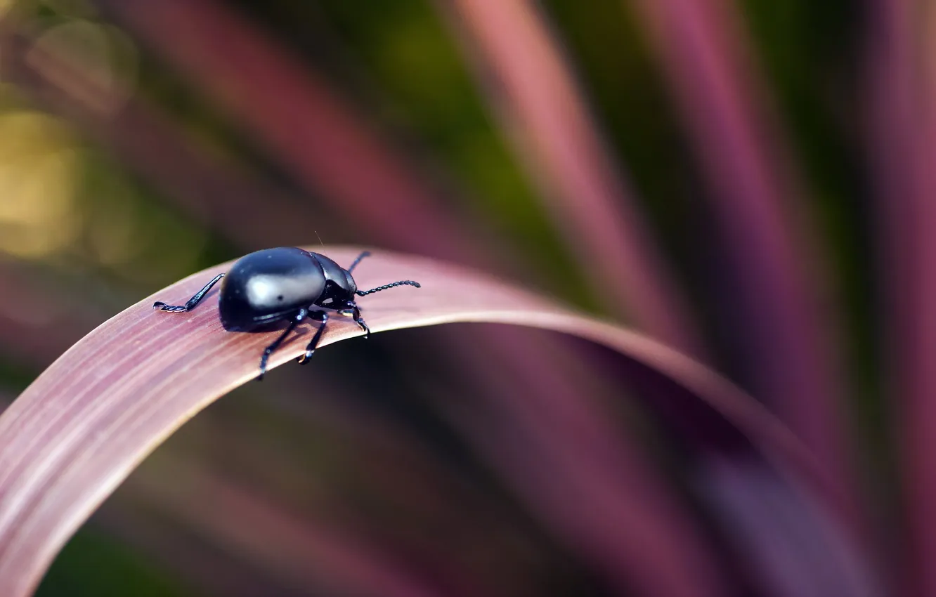 Photo wallpaper nature, background, beetle