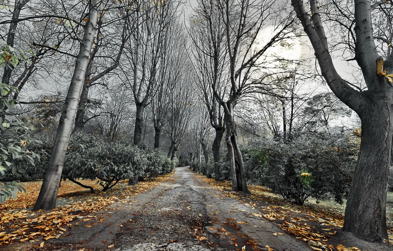 Photo wallpaper road, autumn, trees, landscape