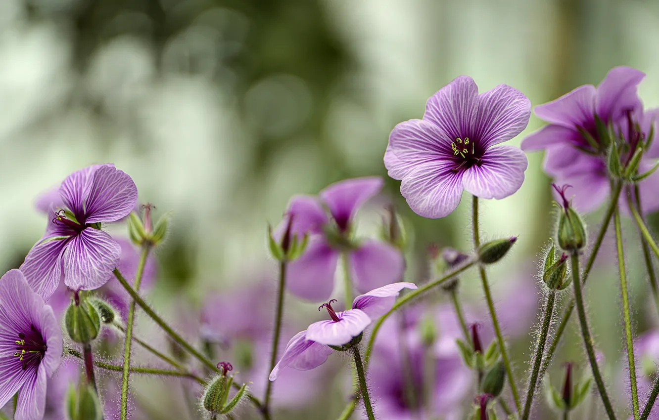 Photo wallpaper flowers, pink, field, geranium, Meadow geranium