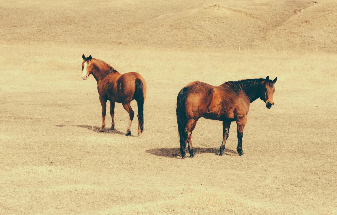 Photo wallpaper horse, horses, looking, camp, camp, looking