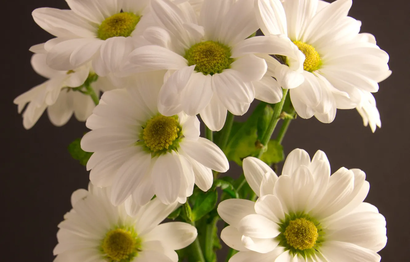 Photo wallpaper flowers, bouquet, white, chrysanthemum