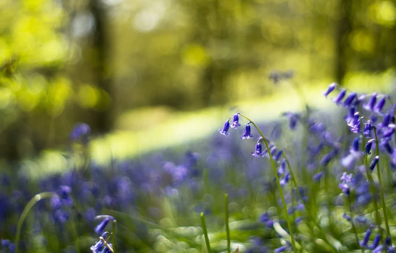 Photo wallpaper forest, macro, flowers, glare, glade, blur, Bells, blue