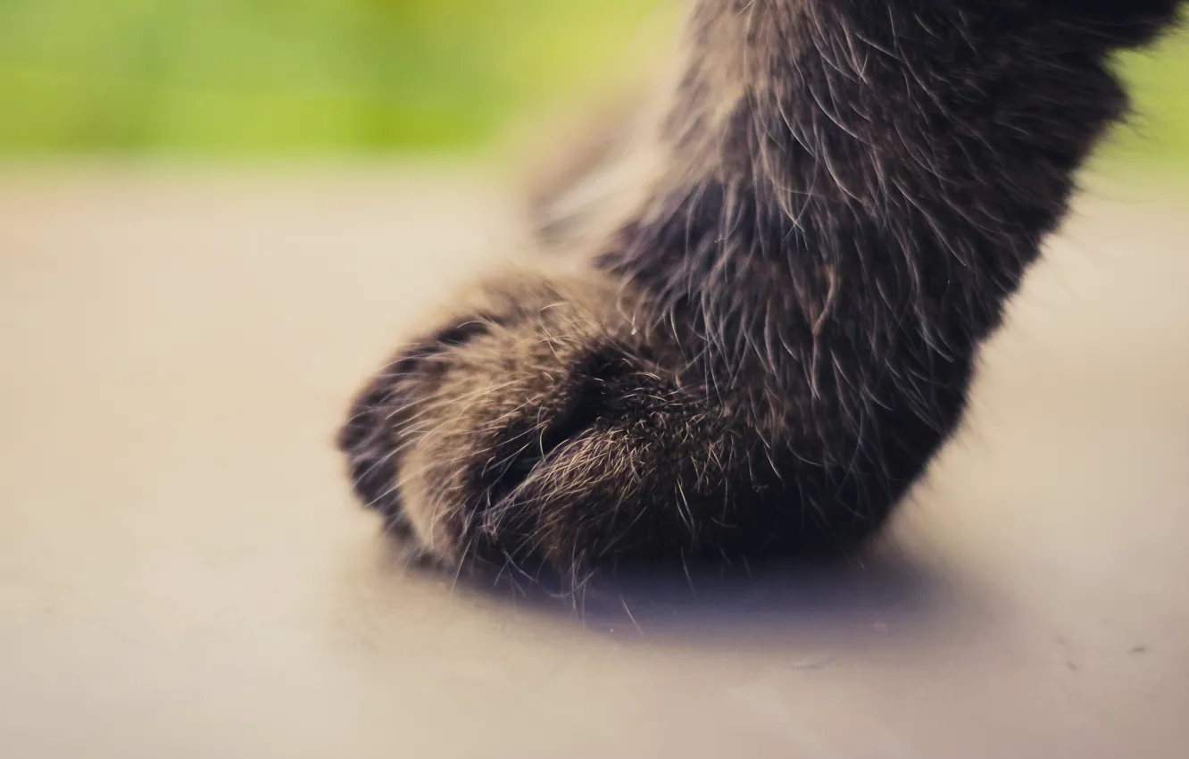 Photo wallpaper cat, cat, background, paws