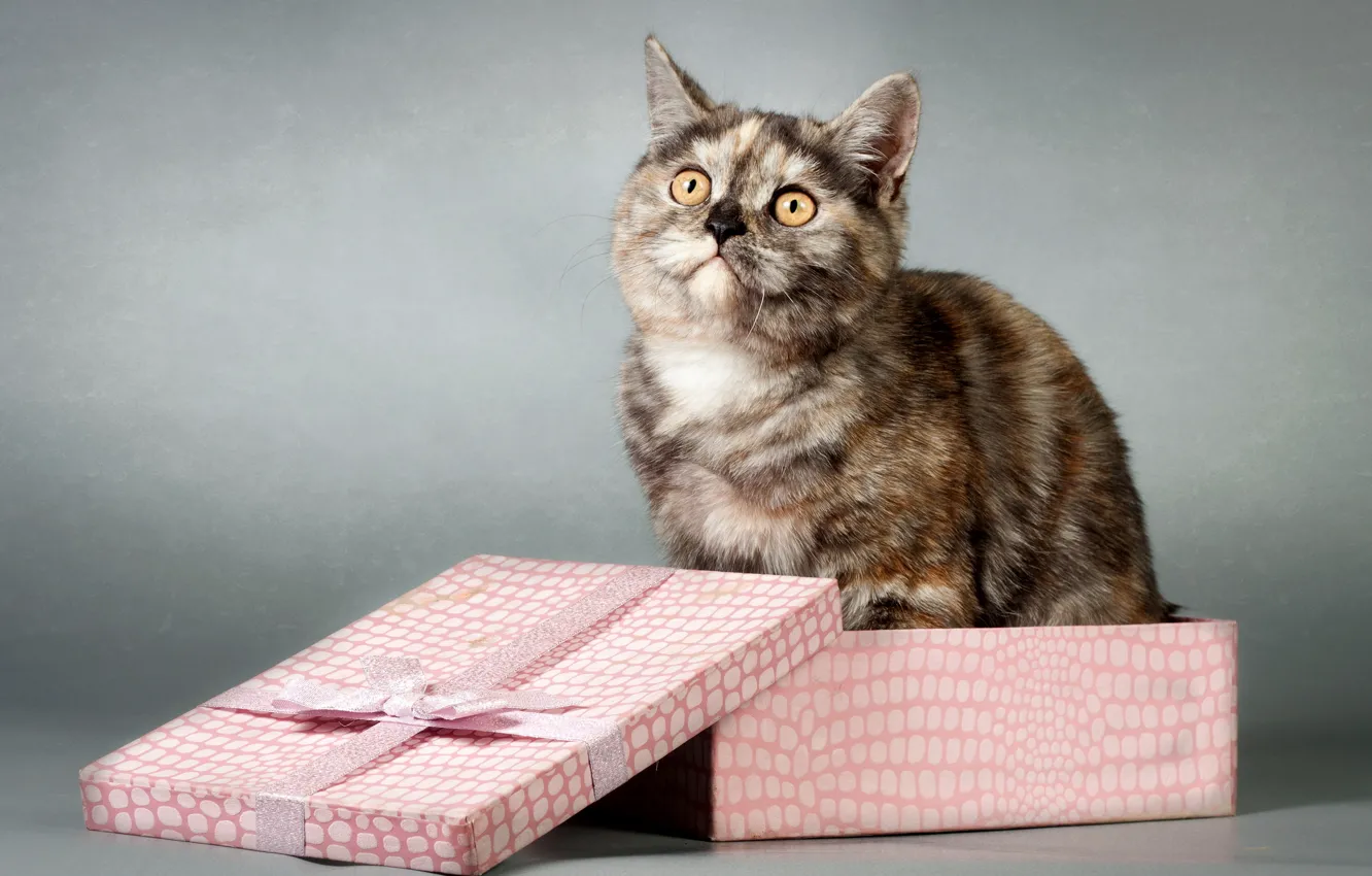 Photo wallpaper cat, look, box, gift