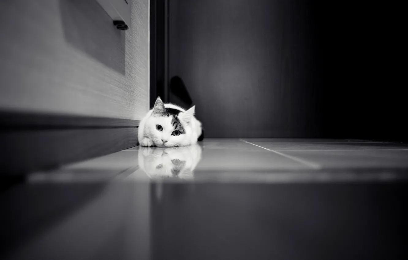 Photo wallpaper cat, cat, the door, tile, black and white, white, wardrobe