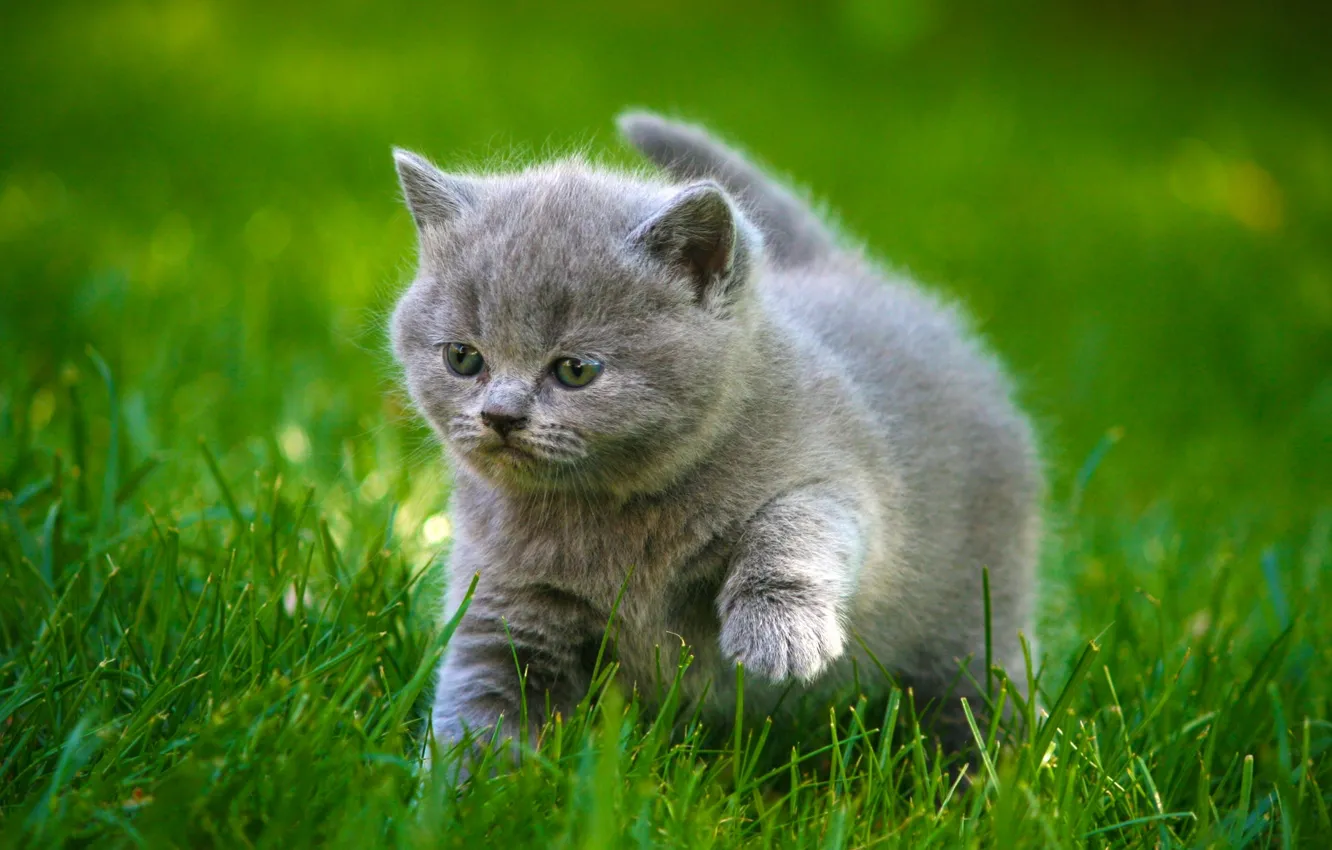 Photo wallpaper grass, walk, kitty