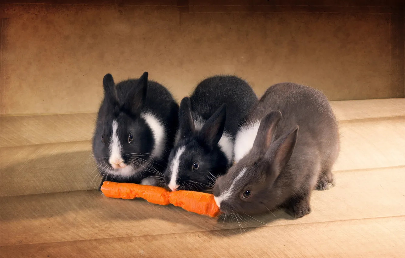 Photo wallpaper rabbits, on the floor, carrots, three, bite