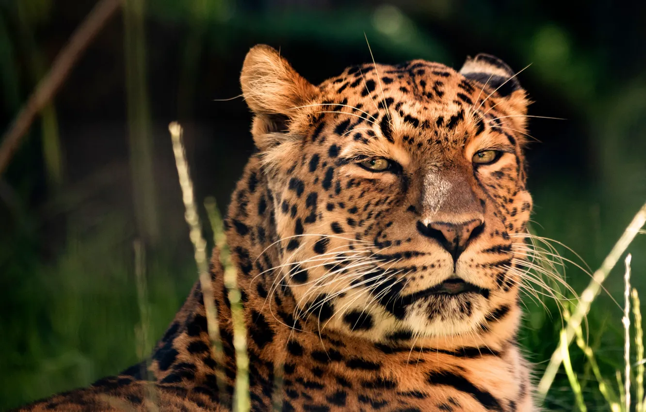 Photo wallpaper look, face, leopard, lies