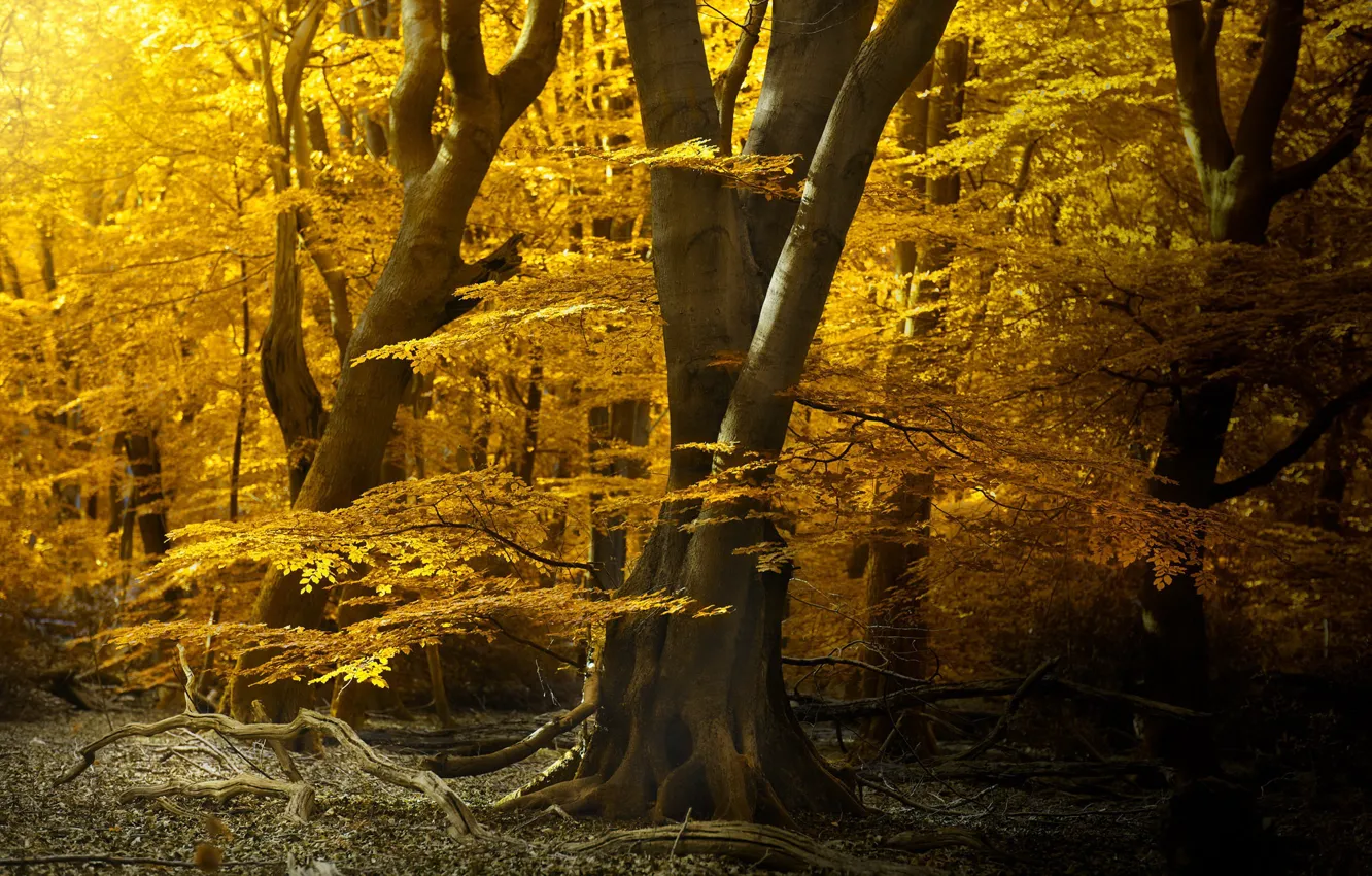 Photo wallpaper autumn, forest, trees, nature