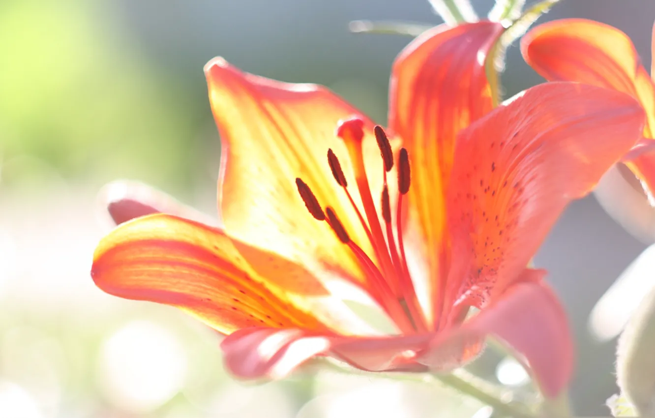 Photo wallpaper macro, nature, Lily, petals