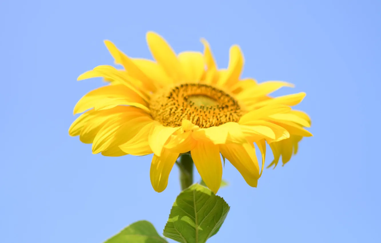 Photo wallpaper Yellow, Summer, Sunflower