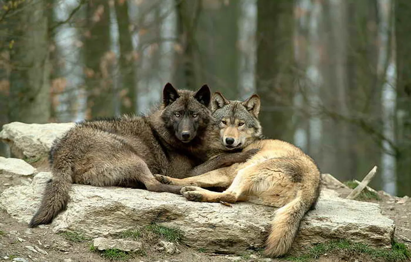 Photo wallpaper Predator, nature, snow, face, animal, wolf, canis lupus, wildlife