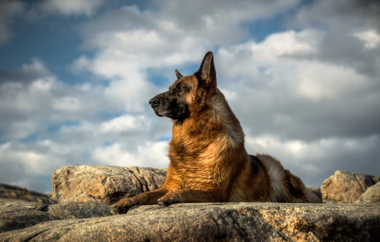 Photo wallpaper look, dog, German shepherd