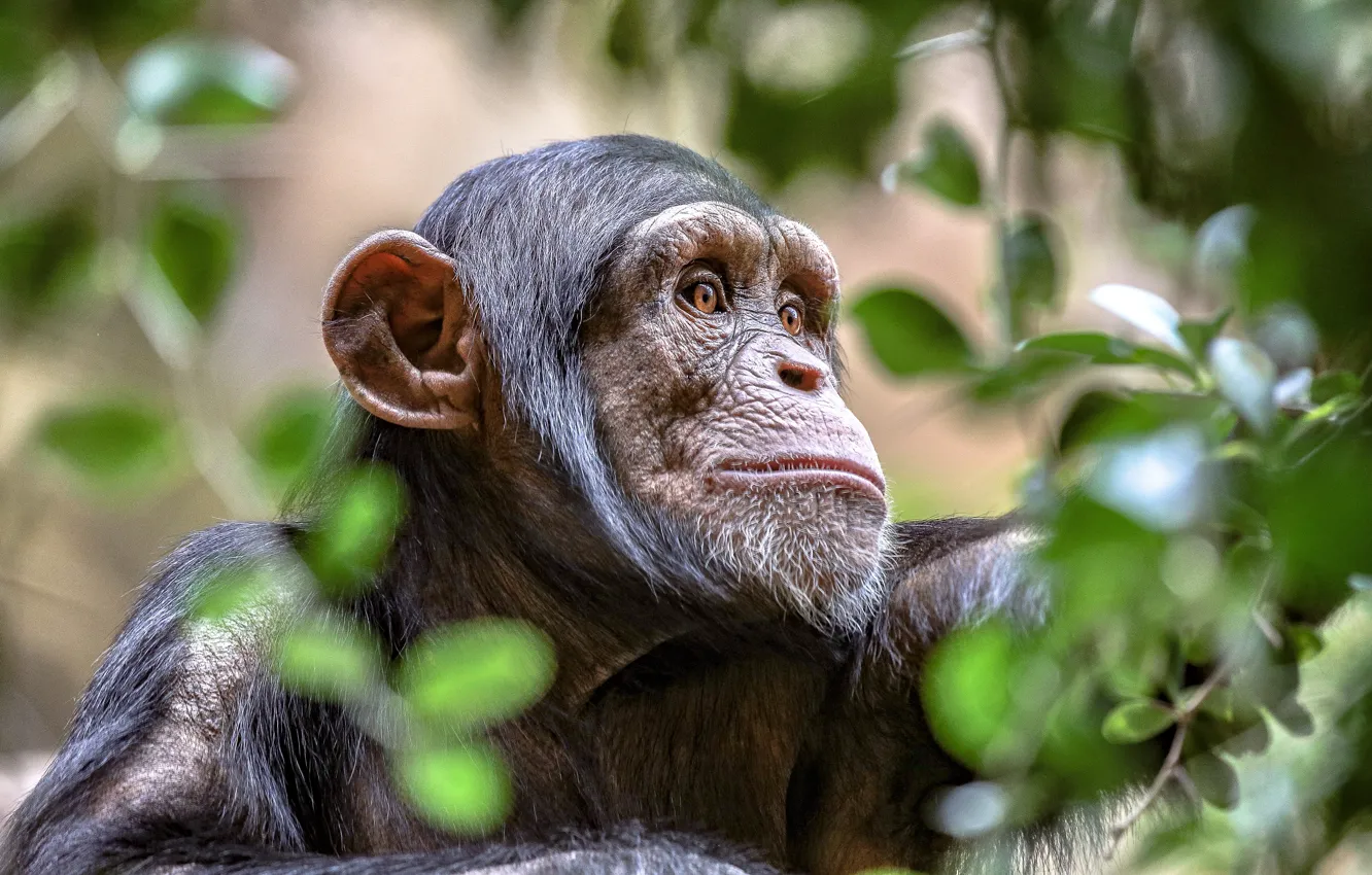 Photo wallpaper look, chimpanzees, background, face, monkey, leaves