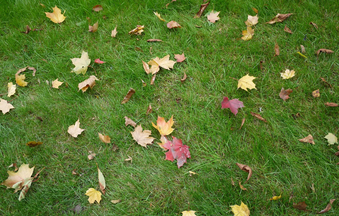 Photo wallpaper autumn, grass, leaves, foliage, landscape, nature, autumn, view