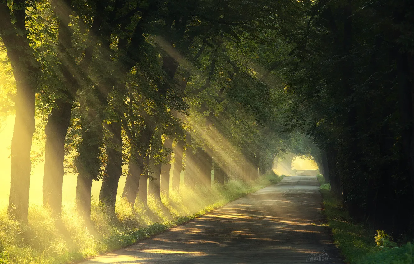 Photo wallpaper road, summer, light, trees, nature