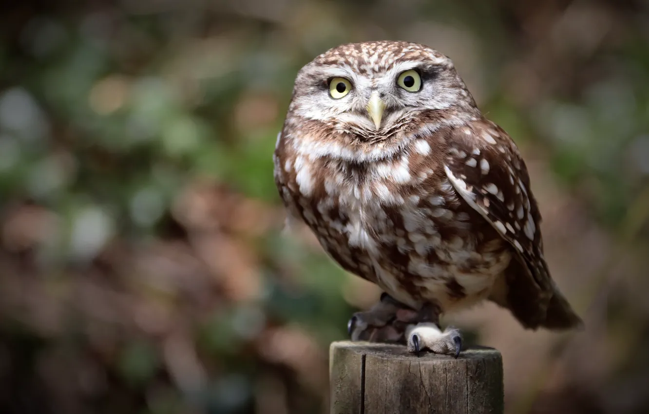 Photo wallpaper look, light, nature, owl, bird, posts, bokeh, owl