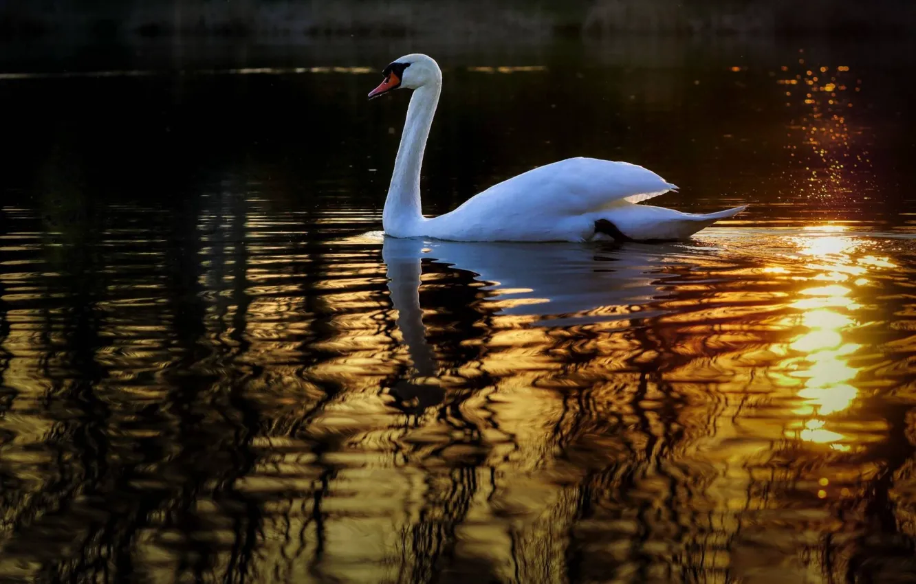 Photo wallpaper swan, nature, bird, lake