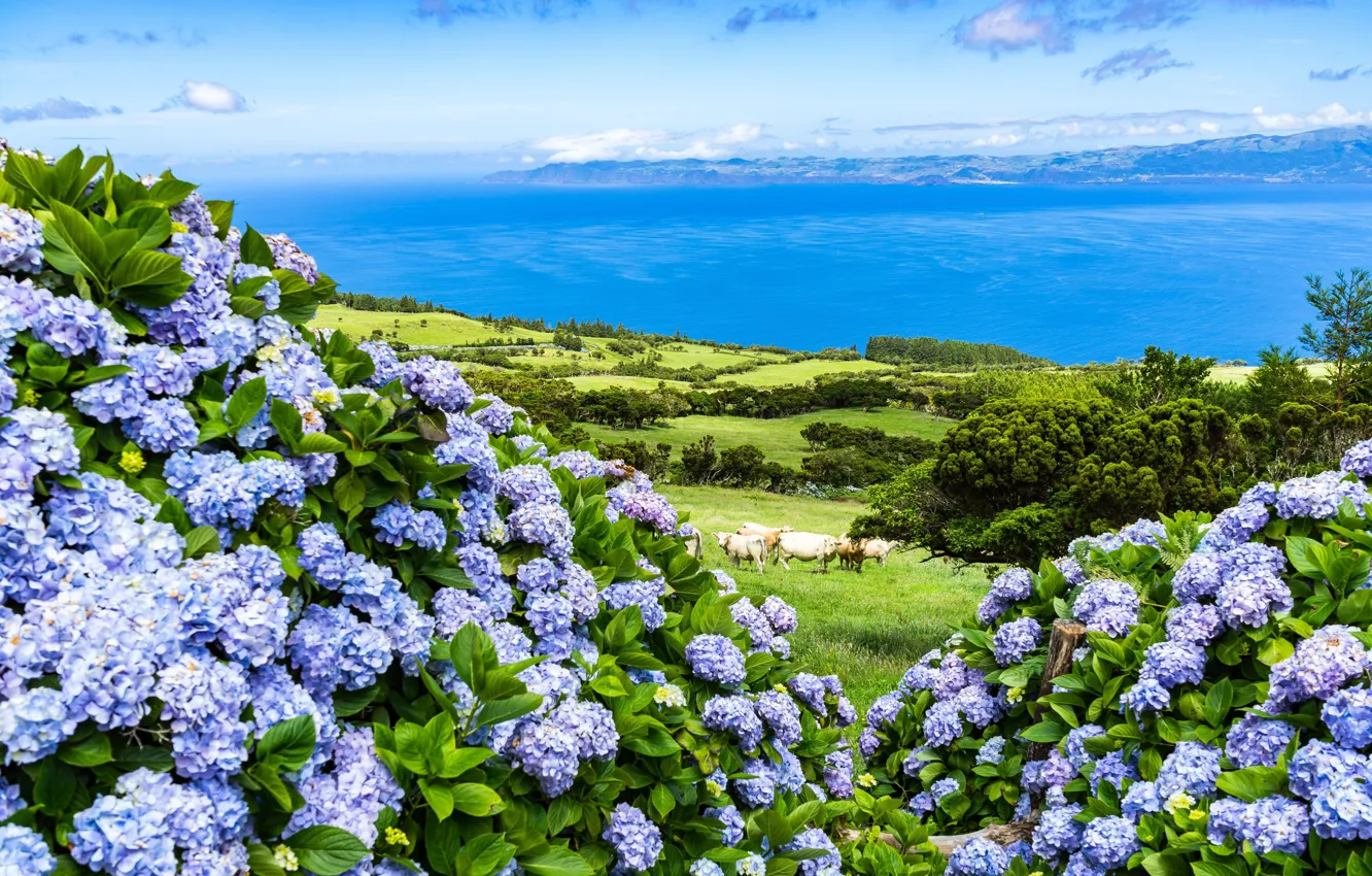 Photo wallpaper sea, greens, field, summer, the sky, clouds, flowers, shore