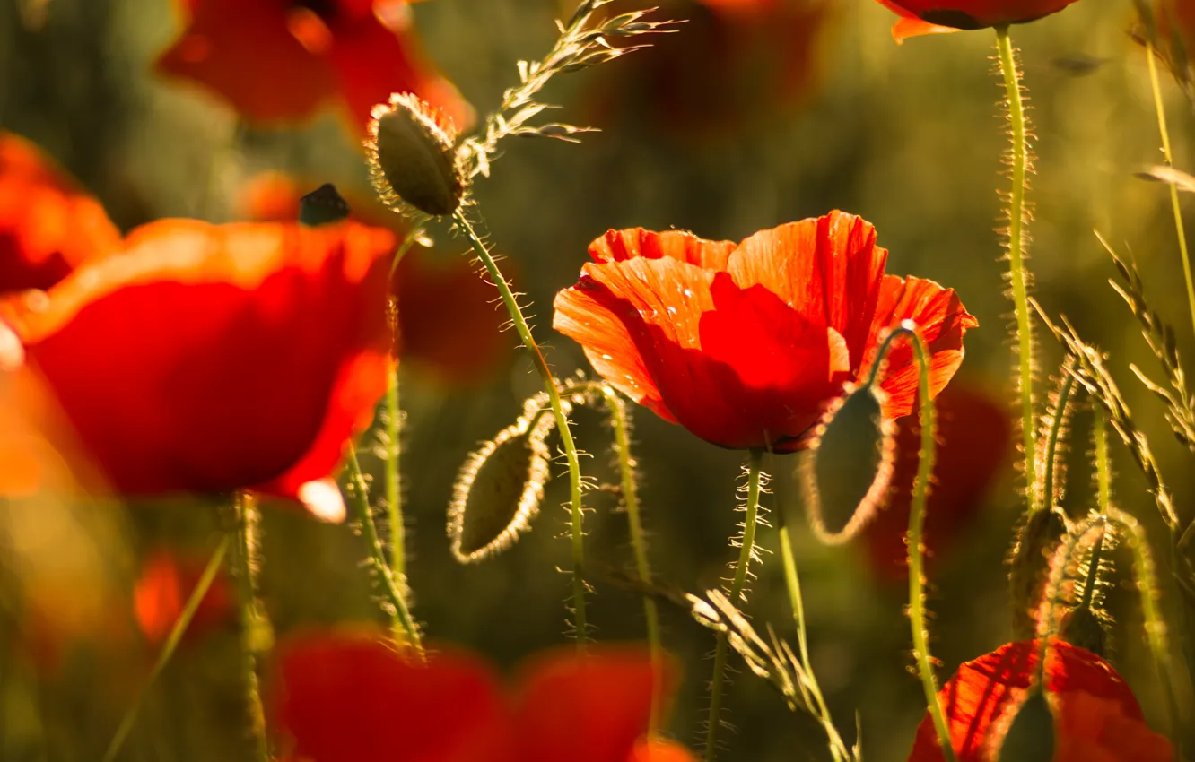 Photo wallpaper flowers, red, Maki, bokeh