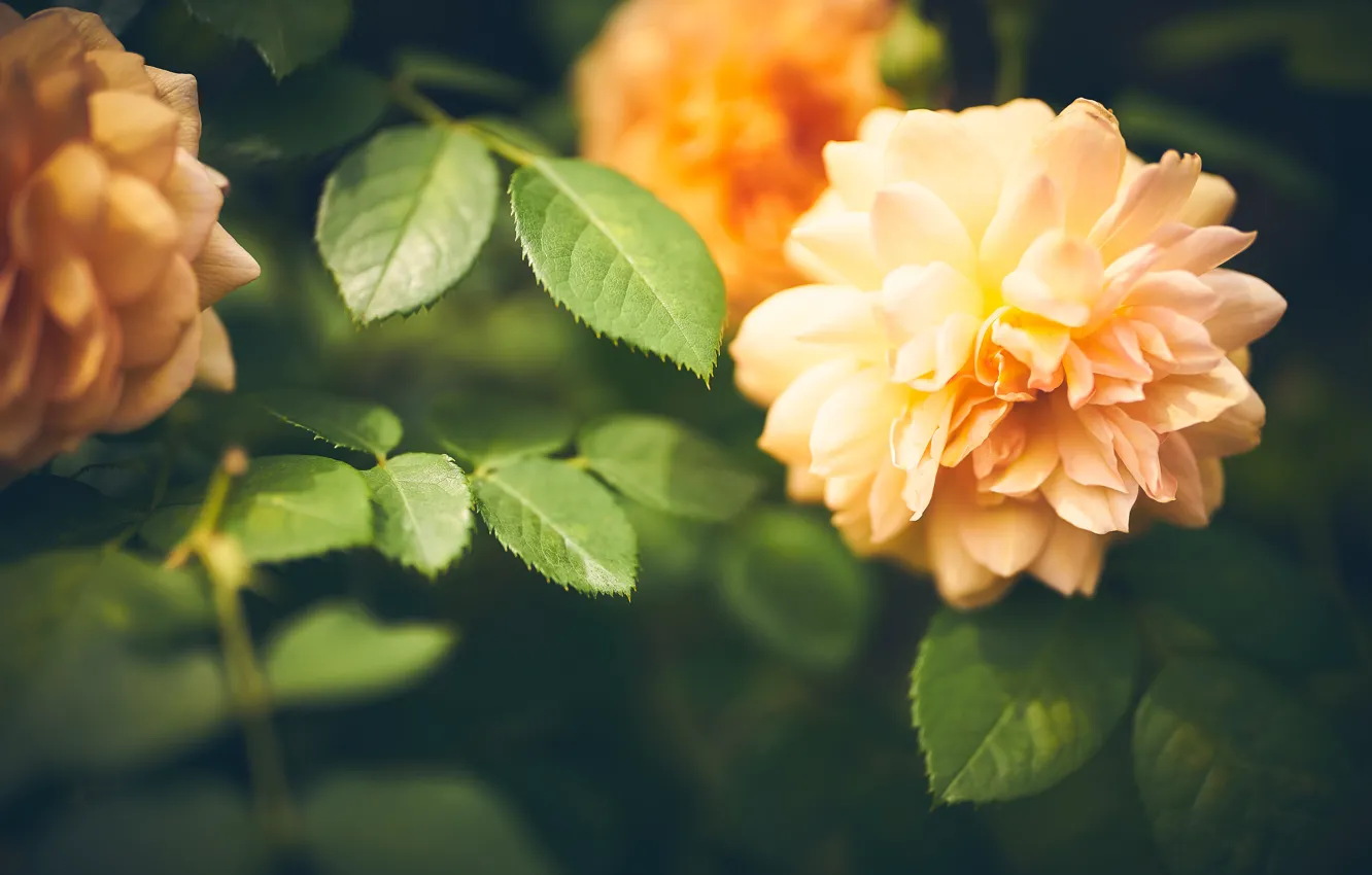 Photo wallpaper leaves, flowers, orange, roses, garden, bokeh