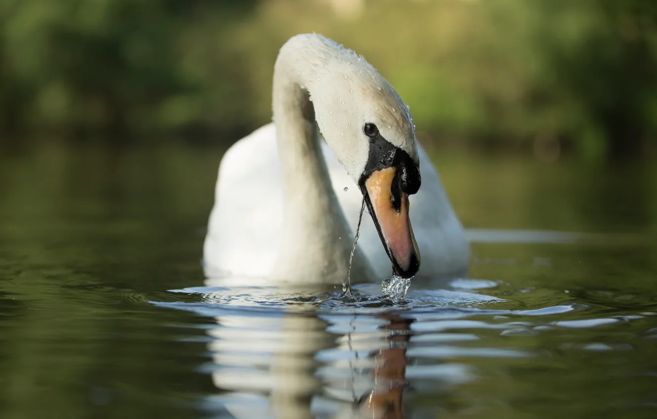 Photo wallpaper bird, Swan, pond, Alastair Marsh