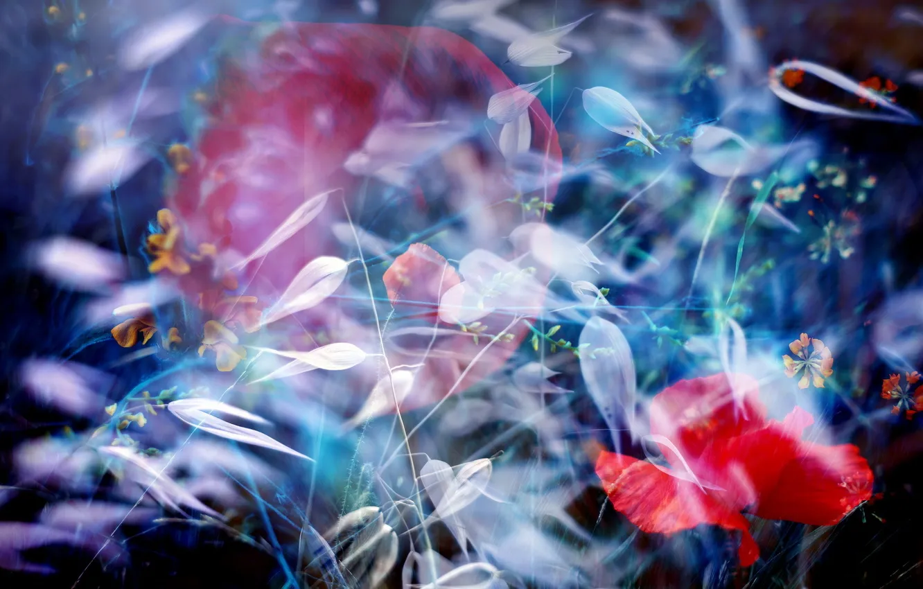 Photo wallpaper flowers, nature, installation